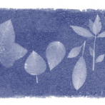 Celebrating Anna Atkins